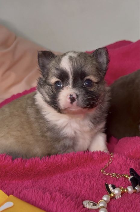 МІНІ хлопчик красунчик