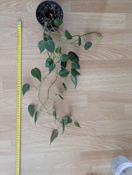 Micans - Philodendron scandens Micans