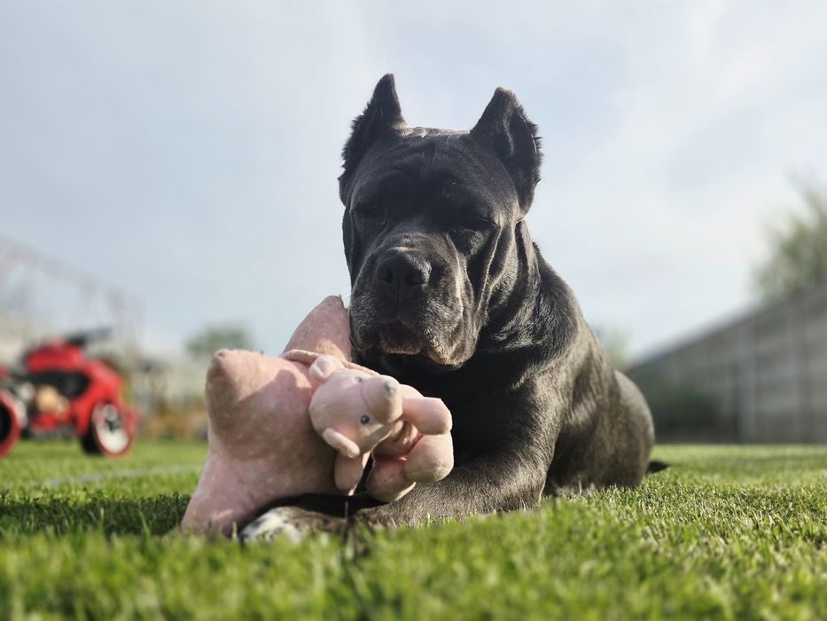 Cane Corso ZKwP FCI