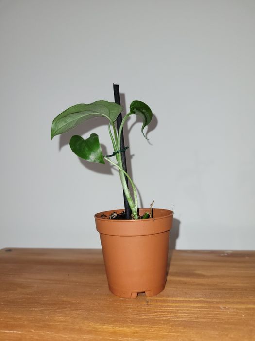Monstera Siltepecana sadzonka