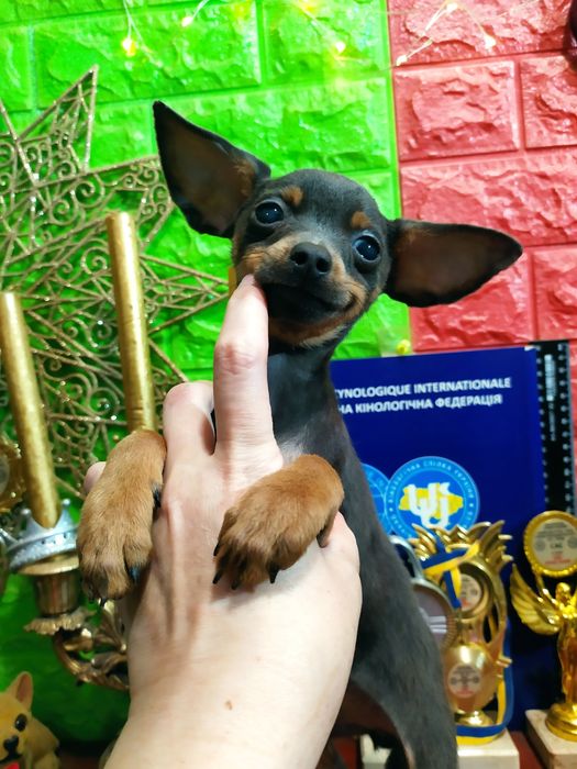 Настоящий тойчик мини, голубо-подпалый, отЧемпионов!Док.КСУ,чип,привит