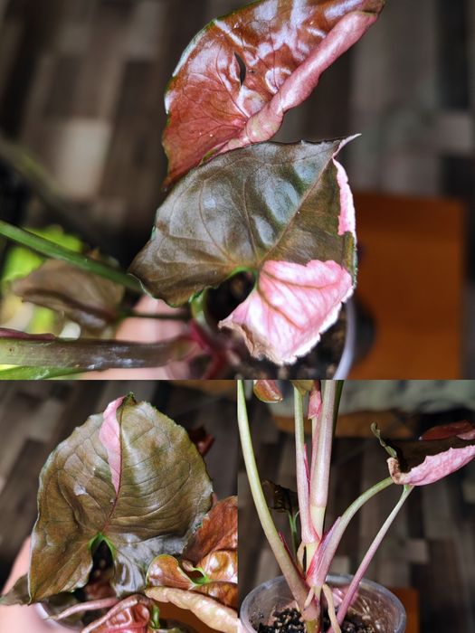 Кімнатна рослина Сингоніум Strawberry Ice Galaxy Тайланд variegated