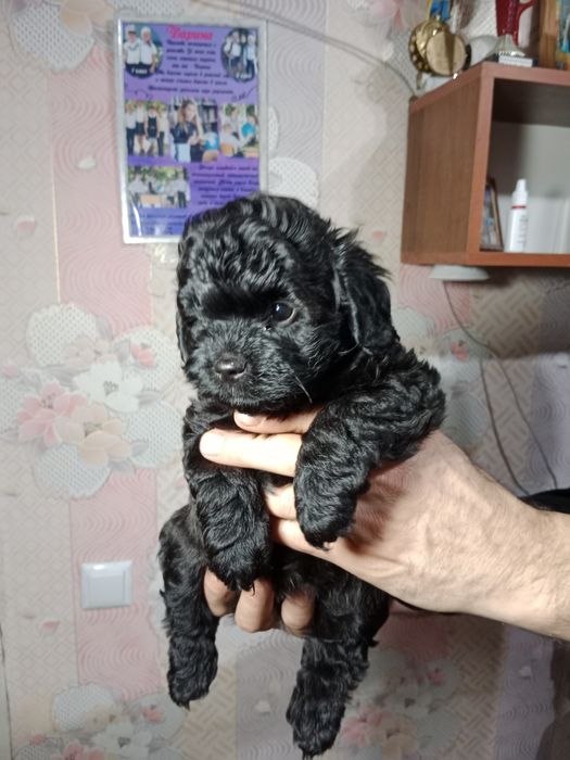 Мальтіпу дівчата та хлопці