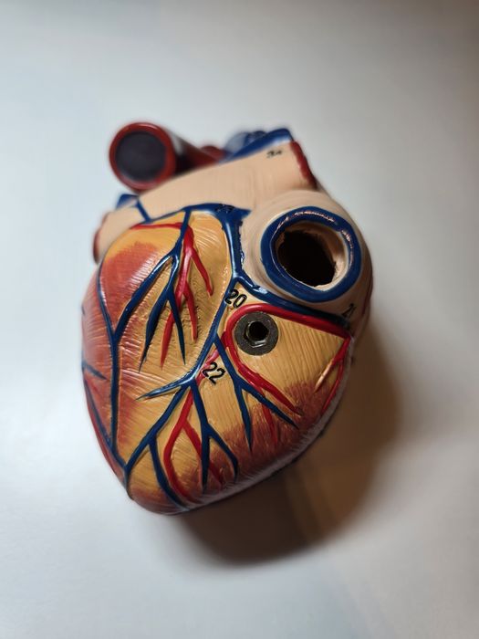 1:1 Anatomiczny Model Ludzkiego Serca