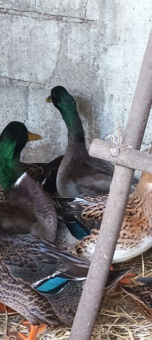 Patos Rouen (casal)