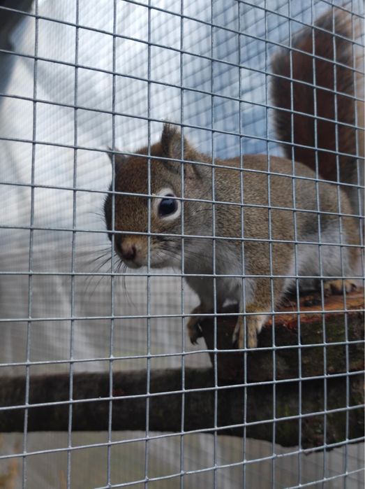 Wiewiórka Hudson Samica 2022r