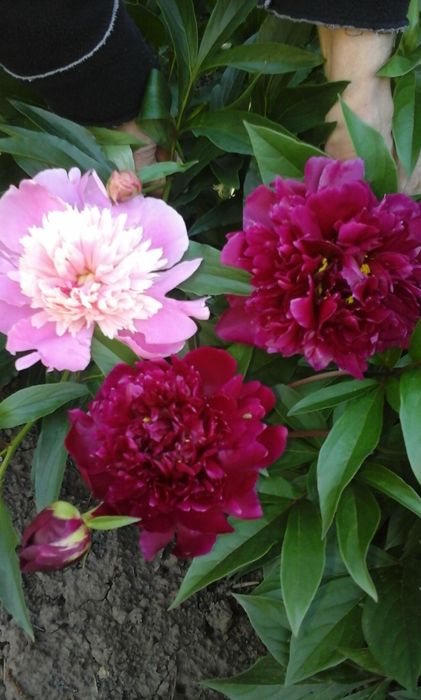 Корни пионов травянистые и древовидный.