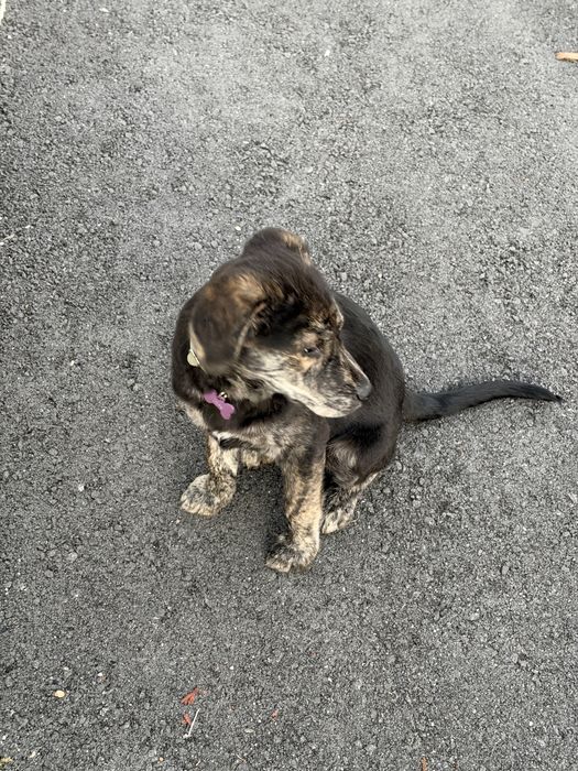 Doaçāo Cachorro Fêmea