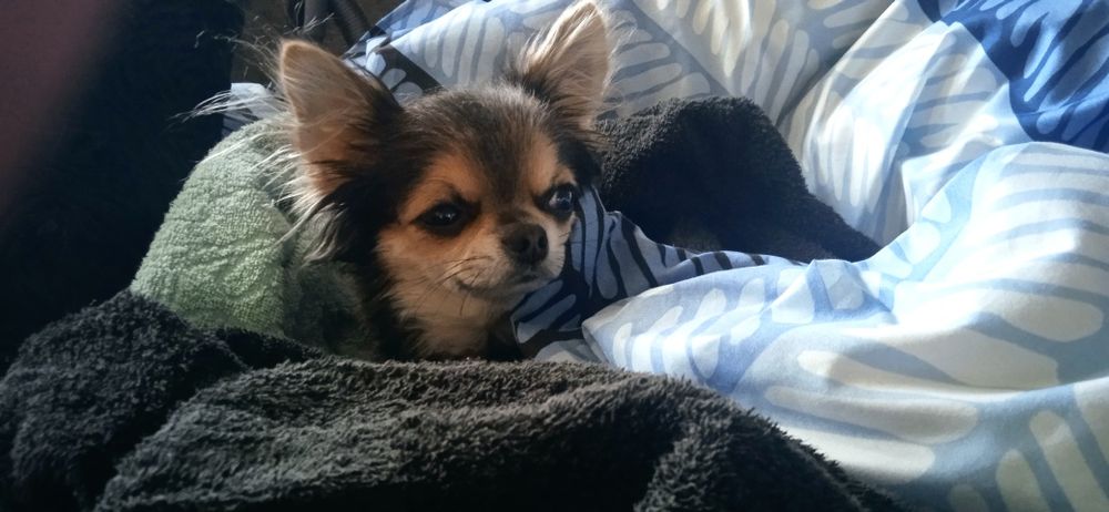 Девочка чихуахуа на случку