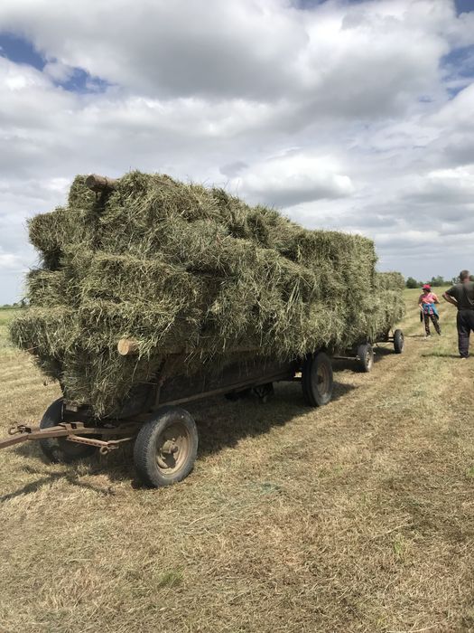 Продам сіно в тюках.Тюки 2026