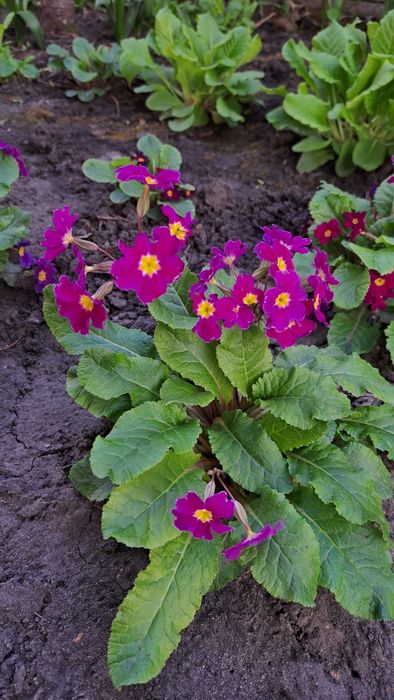 Примула багаторічна