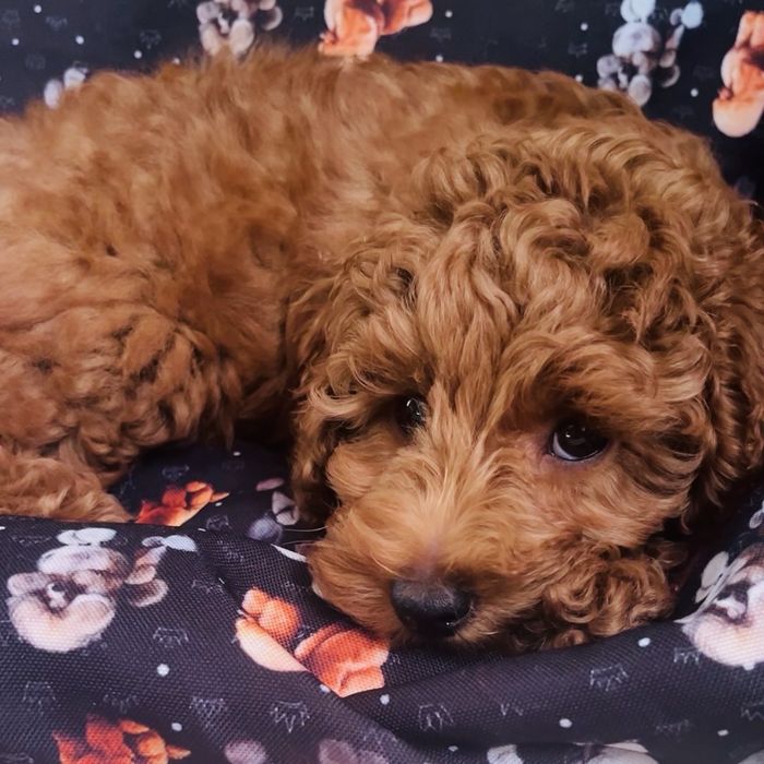 Хлопчик той пудель шукає родину