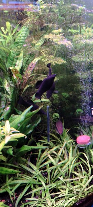 Vendo 7  Molly Negras