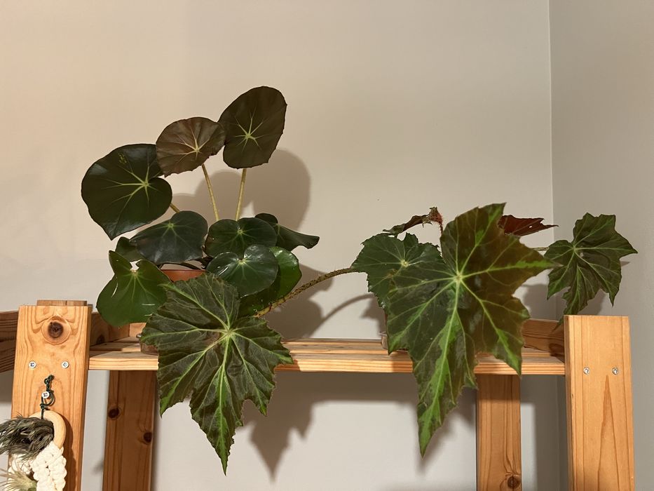 Vendo várias plantas