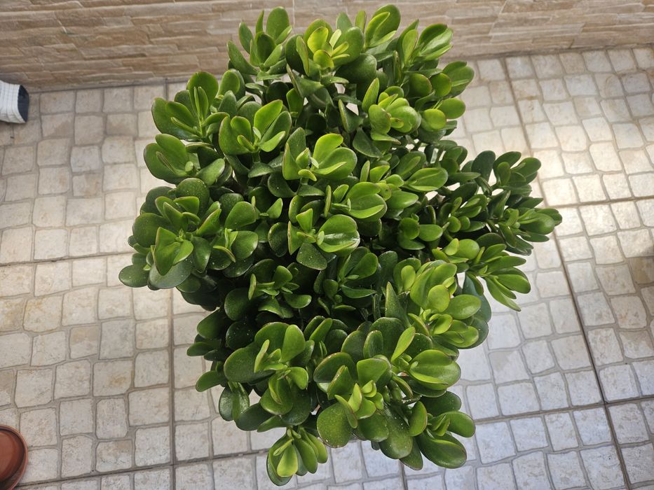 Vendo planta jade