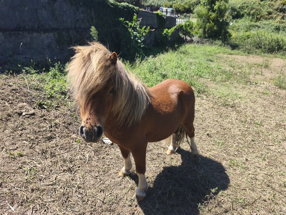 Dois mini pôneis para venda