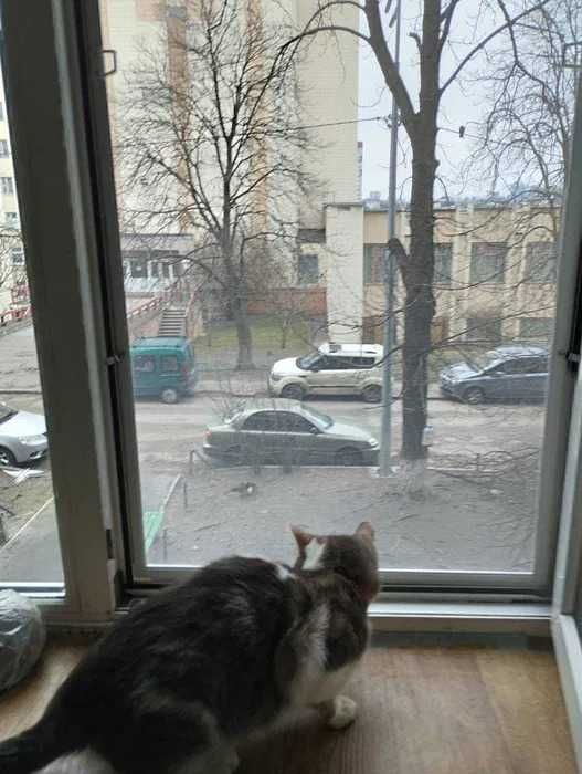 Антикішка на вікна та двері  Сітка Антикішка Сетка Антикошка - когти не порвут