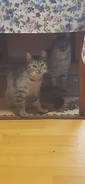 Oddam koty w dobre ręce