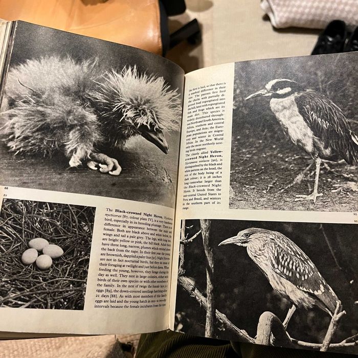 The Pictorial Encyclopedia of Birds