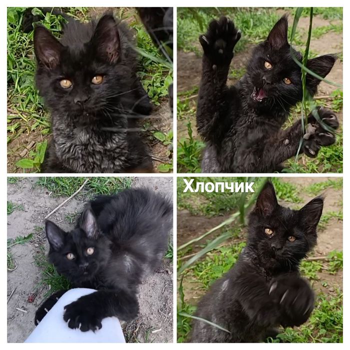 Мейн-кун, кошенята