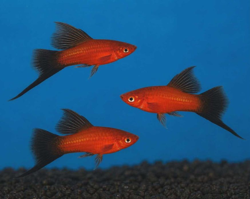 mieczyk delta wagtail (Xiphophorus hellerii)
