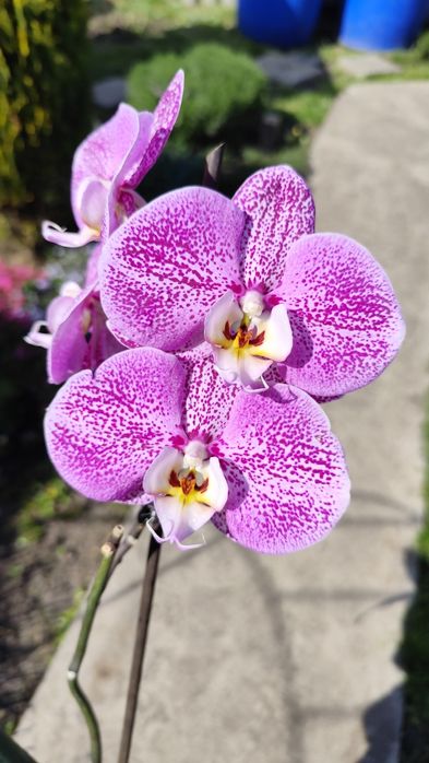 Продам орхідею фаленопсис 10,5 см ТЕРМІНОВО