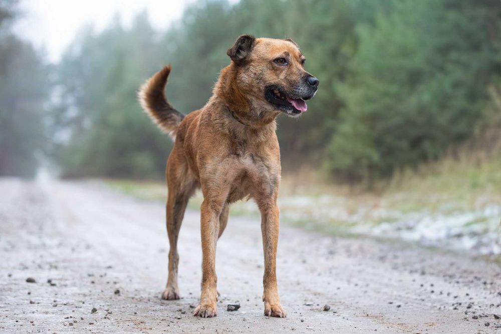 Piękna jasna sunia Sella szuka aktywnego opiekuna na zawsze