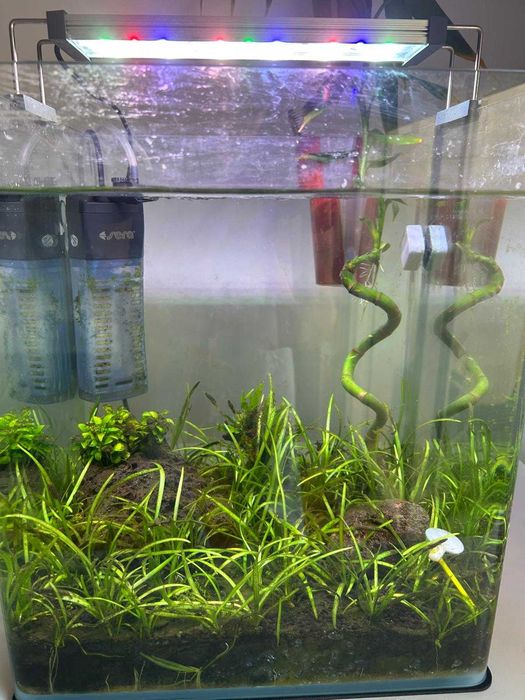 Aquário plantado 31 litros com acessórios