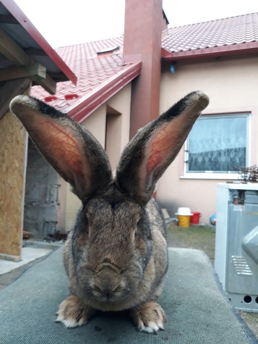 Króliki olbrzym belgijski