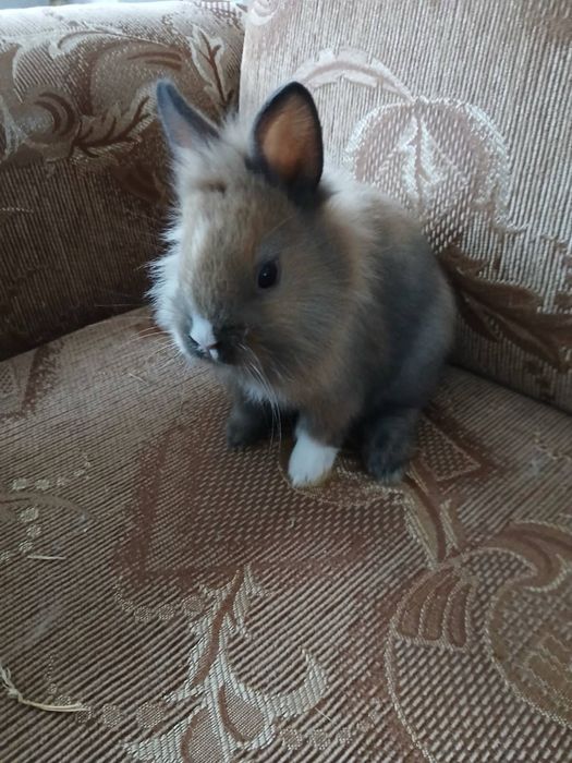 Карликовые кролики