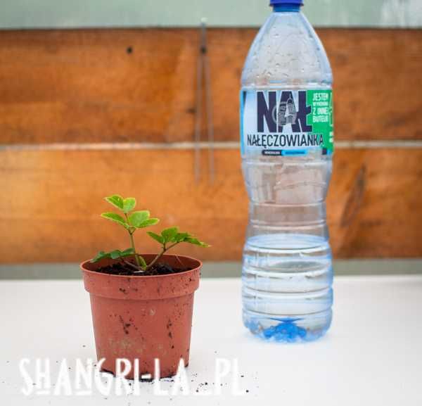 Dzięgiel leśny [Angelica sylvestris] - Ebony