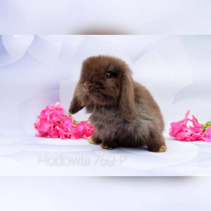 Mini lop króliki miniaturowe karzełek