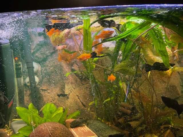 Glonojady (zbrojniki) Molinezje ,Mieczyki