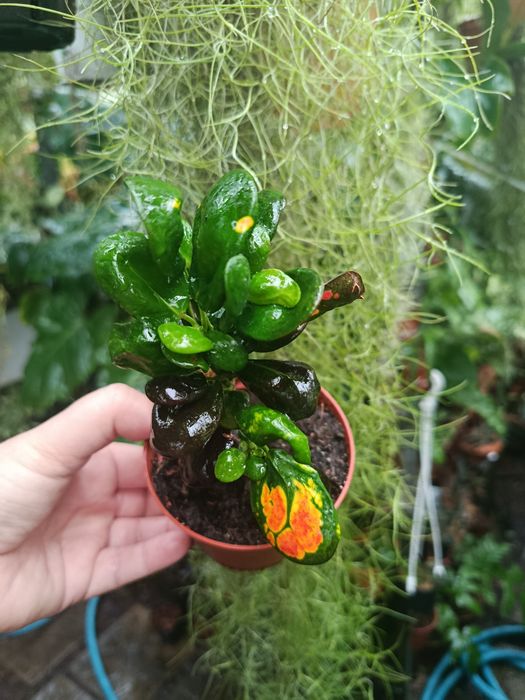 Кротон Codieum Tonghoo