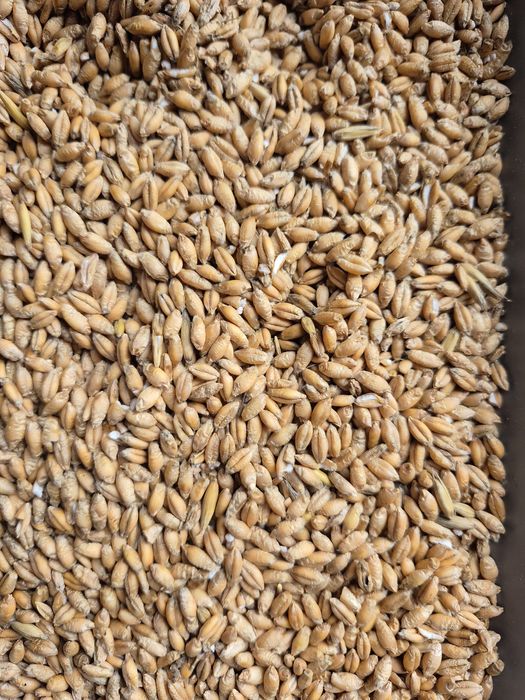 Owies I pszenzyto sprzedam