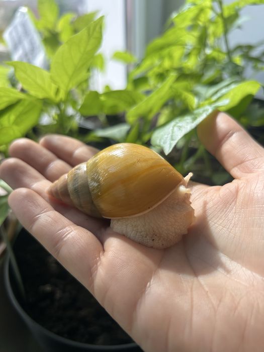 Ślimak afrykański Lissachatina fulica jadatzi