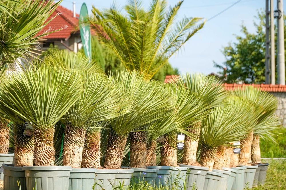 Yucca Rostrata - egzotyczna roślina MROZOODPORNA / juka, palma