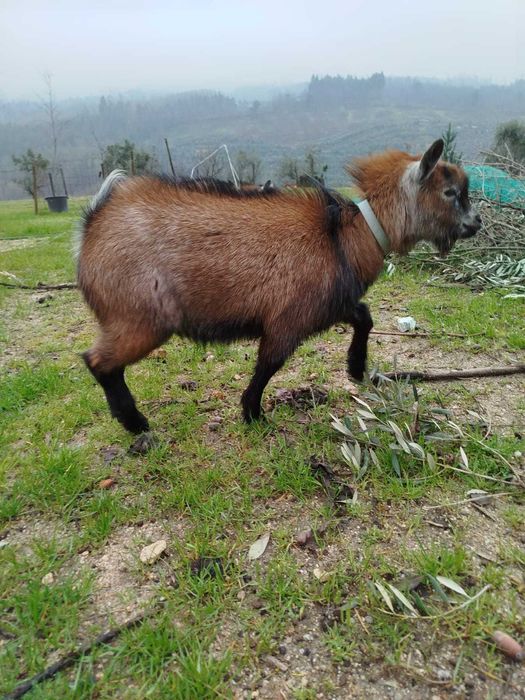 Cabra e Cabrito Anões