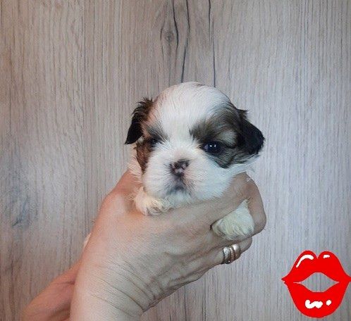 Shih-tzu  bebé tricolor