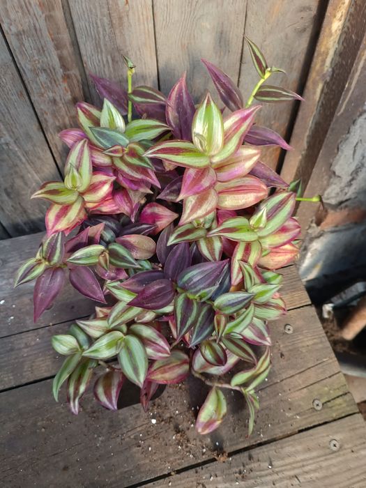 Trzykrotka mix  zebrina silver plus/burgundy