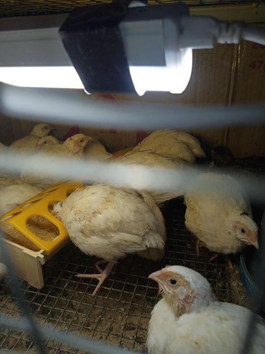 Яйцо инкубационное куры пасхальные, гуси мамуты, цесарки, перепела