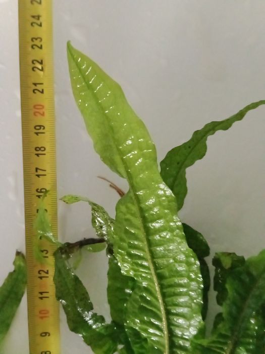 Microsorium roślina akwariowa