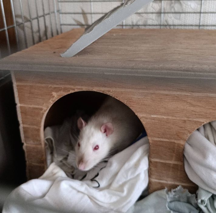 Віддам в добрі руки 2 пацюків