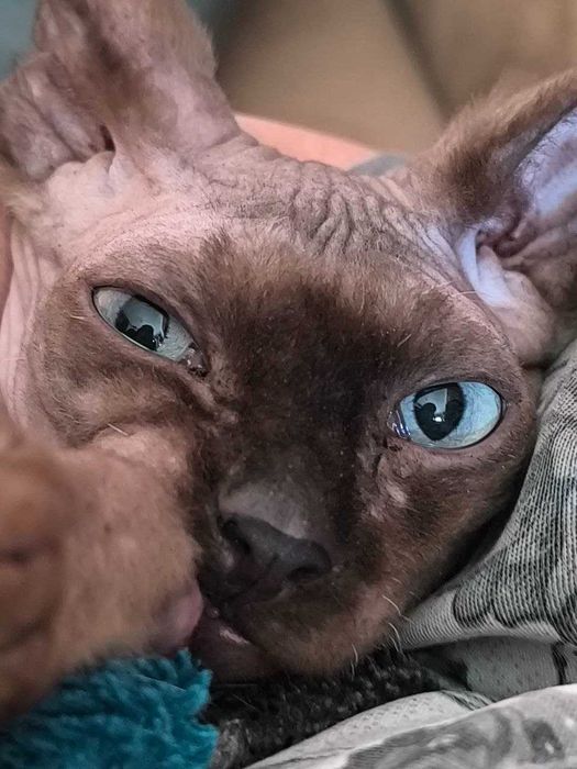 Вязка кота, канадский сфинкс, 1,6 мес.