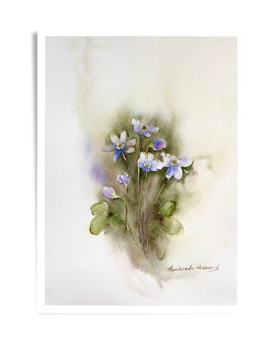 Akwarela obraz przylaszczki