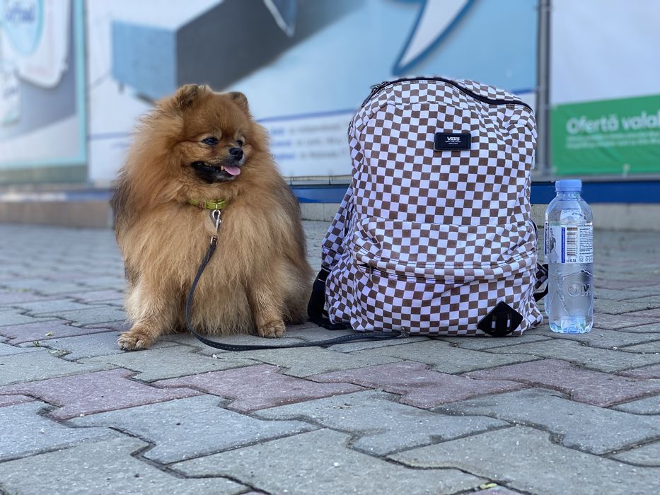 Померанский Шпиц , Для вязки