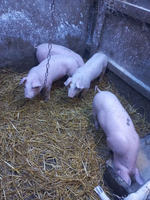 Поросята F1 (Ландрас+Петрен)