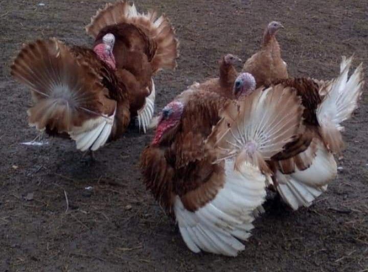 Індики Червоний Бурбон,інкубаційне яйце
