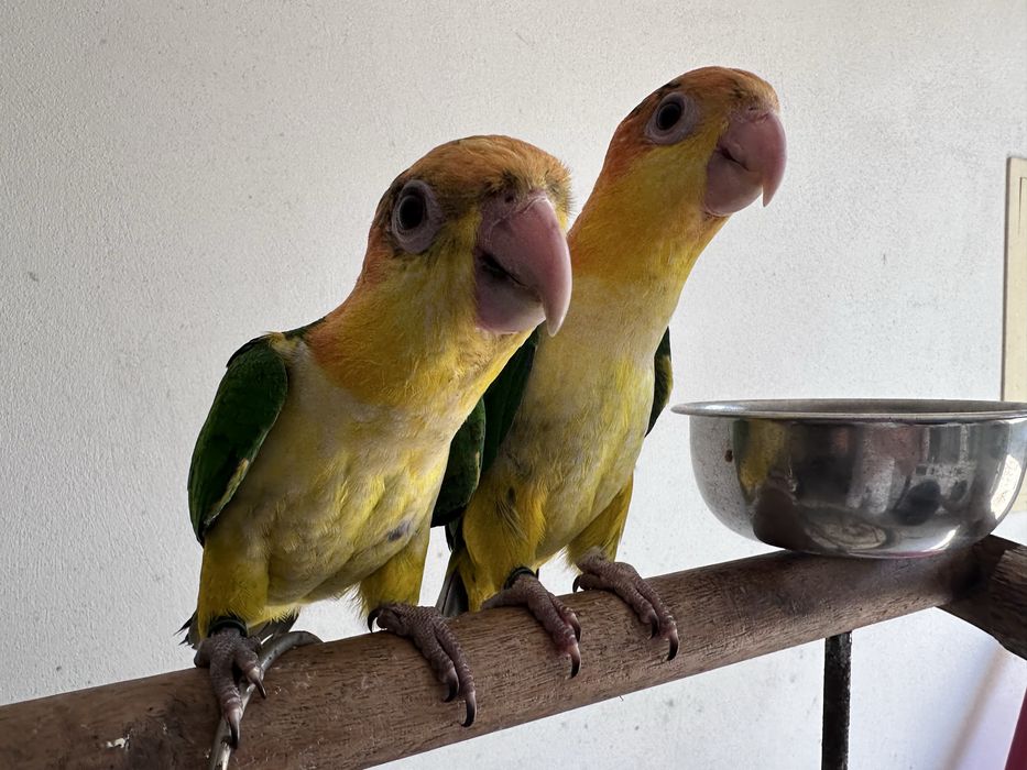 Casal de Marianinhas de Cabeça Canela 2026