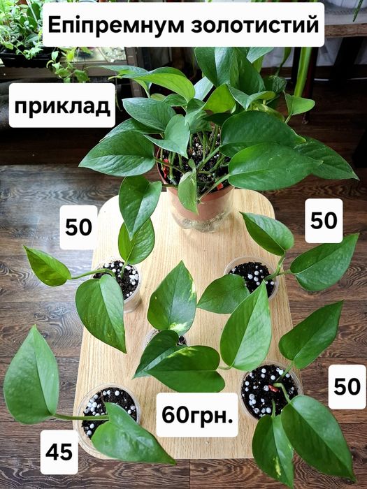 Кімнатні квіти, ціна підписана.